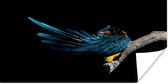 Poster Vogel - Veren - Tak - Zwart - 150x75 cm