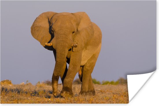 Poster Afrikaanse olifant in het zand - 90x60 cm