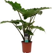 Alocasia – Olifantsoor (Alocasia portodora) – Hoogte: 85 cm – van Botanicly