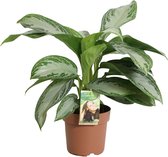 Groene plant – Epipremnum (Aglaonema Silver Bay) – Hoogte: 45 cm – van Botanicly