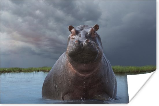 Poster Nijlpaard - Water - Wolken - 30x20 cm