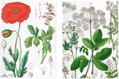 Set van 2 theedoeken - kunst collectie - Hortus Botanicaus, Vlierbes & Poppy - 100 % katoen 50 x 70 cm by supervintage