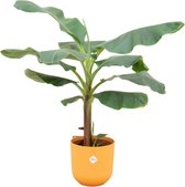 Bananenplant (Musa) inclusief elho Jazz Round geel - Potmaat 23cm - Hoogte 120cm
