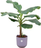 Bananenplant (Musa) inclusief elho Jazz Round lila - Potmaat 23cm - Hoogte 120cm