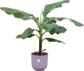 Bananenplant (Musa) inclusief elho Jazz Round lila - Potmaat 23cm - Hoogte 100cm