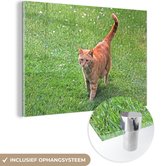 Tomcat rouge dans l'herbe Glas 60x40 cm - Tirage photo sur Glas (Décoration murale plexiglas)