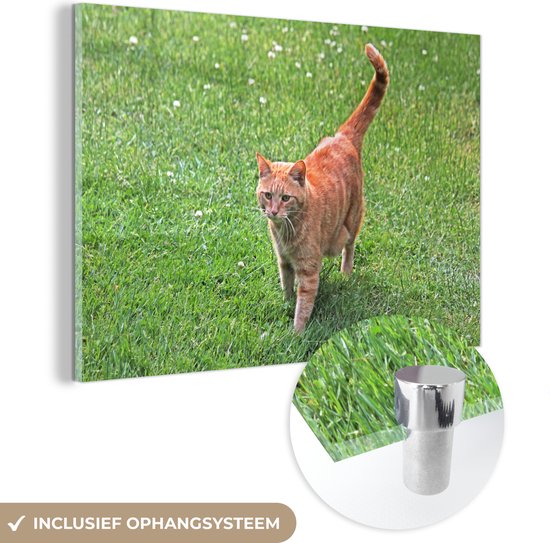 MuchoWow® Glasschilderij 60x40 cm - Schilderij acrylglas - Kat - Rood - Kater - Meisjes - Kinderen - Jongens - Kind - Foto op glas - Schilderijen