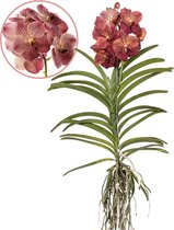Plant in a Box - Vanda Leopard Coral - Tropische Orchidee - Prachtige kleurenmix - Bloeiende Orchidee - Hoogte 80-90m