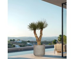 Yucca Rostrata Hidra - 200 cm