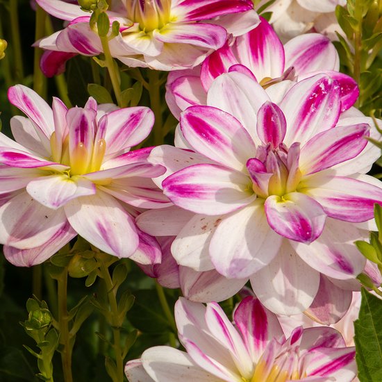 Dahlia Café au Lait Rose | 1 stuk | Dinnerplate Dahlia | Reuze Dahlia | Decoratieve