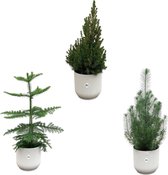 NatureNest - Kerstpakket - Araucaria (kamerden) + Pinus + Picea - Inclusief Pot - Elho - 3 Stuks - 50cm
