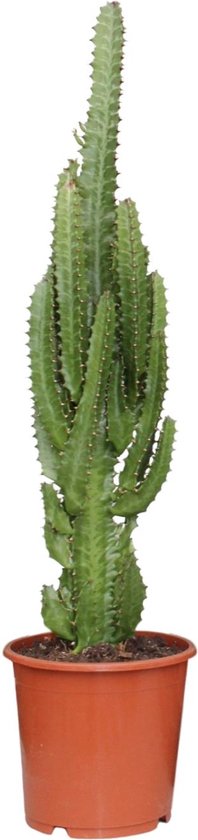 Plantenboetiek.nl | Euphorbia Trigona - Ø17cm - 60-70cm hoog - Kamerplant -...
