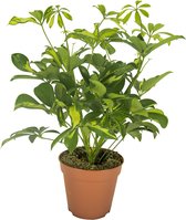 Plantenboetiek.nl | Schefflera Gerda - Kamerplant - Hoogte 35cm - Potmaat 13cm