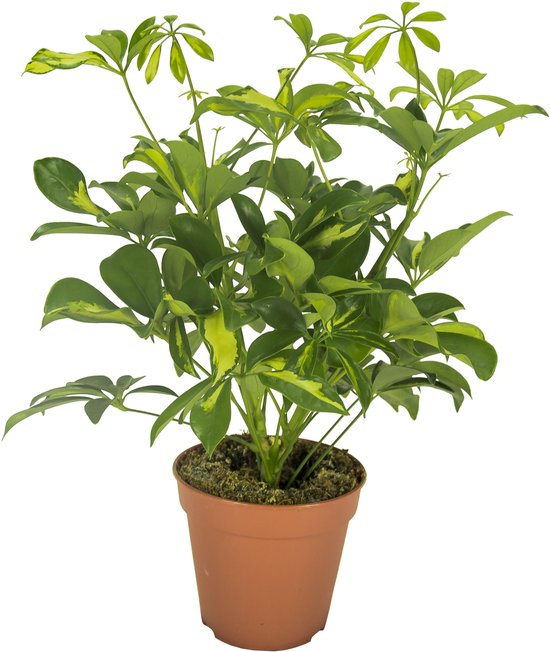 Strahlenaralie – Schefflera Gerda – Zimmerpflanze – Ø13cm – ca. 35cm hoch – pflegeleichte luftreinigende Grünpflanze für Innenräume main image 0