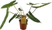 Plantenboetiek.nl | Philodendron Billetiae - Ø 15cm - Hoogte 50cm