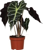 Plantenboetiek.nl | Alocasia Amazonica Polly - Kamerplant - Hoogte 30cm - Potmaat 12cm