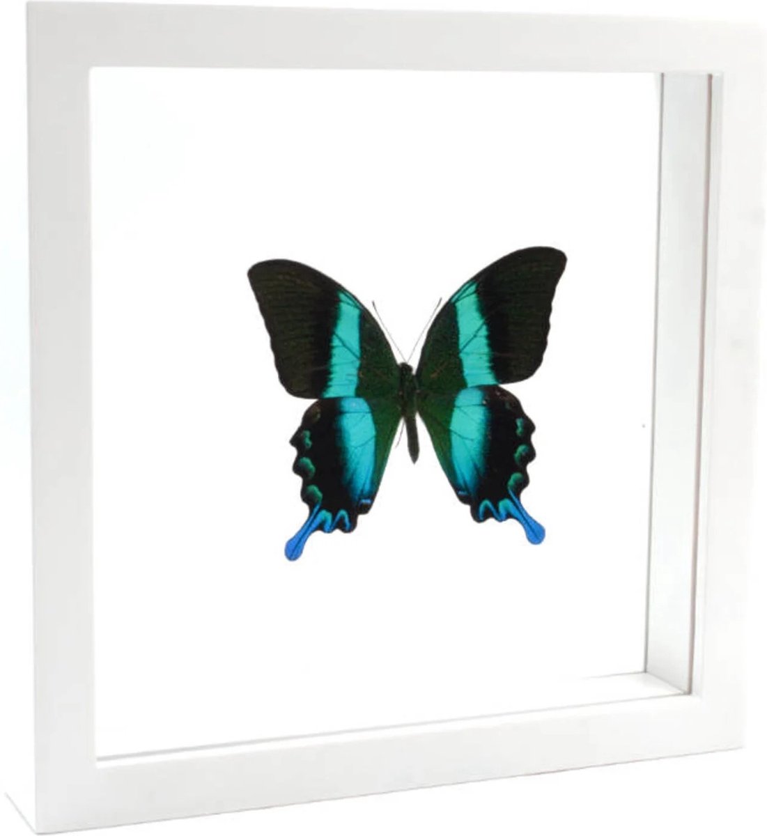 Opgezette vlinder in witte dubbelglas lijst 25x25cm - Papilio blumei