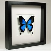 Opgezette vlinder in zwarte lijst 25x25cm - Papilio ulysses ulysses
