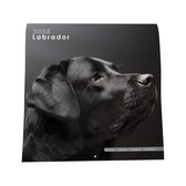 Labrador Kalender - 44x22cm - Nietjes kalender - 6 talen - Inclusief boorgaatje - 1 September 2024 t/m 31 December 2025