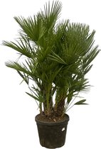 Trendyplants - Chamaerops Humilis multi stam - Dwergpalm - Tuinplant - Hoogte 170-190 cm - Potmaat Ø45cm