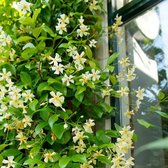 Jasmin étoilé 'Star of Toscane' - Feuillage décoratif toute l'année - Jaune - Très parfumé | Plantes grimpantes à feuilles persistantes à fleurs