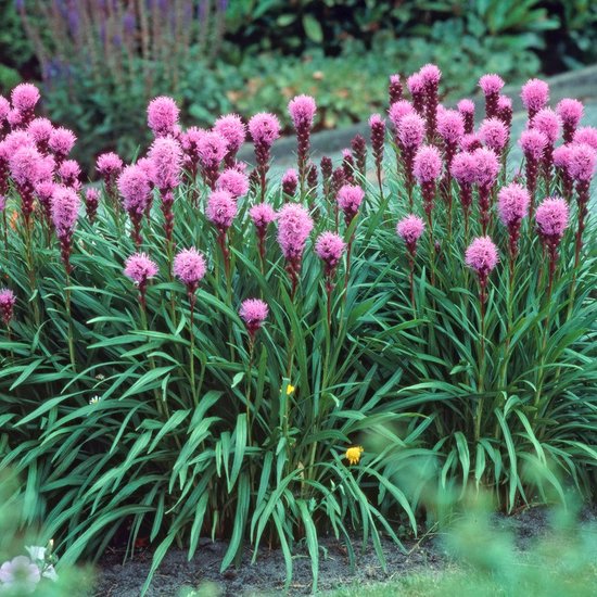 6 x Lampenpoetser of Knopige Slangenwortel Kobold Roze - Bloeiende Vaste Plant - Liatris spicata Koboldin 9x9cm pot met hoogte 0-10cm