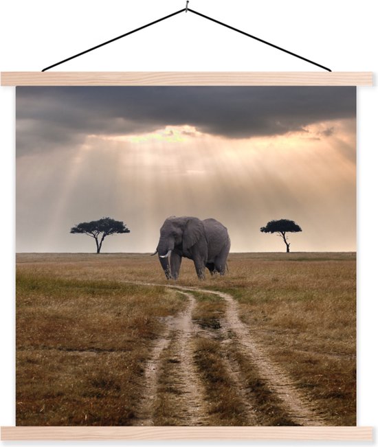 Affiche scolaire - Soleil sur un éléphant dans une réserve naturelle - 40x40 cm - Lattes vierges