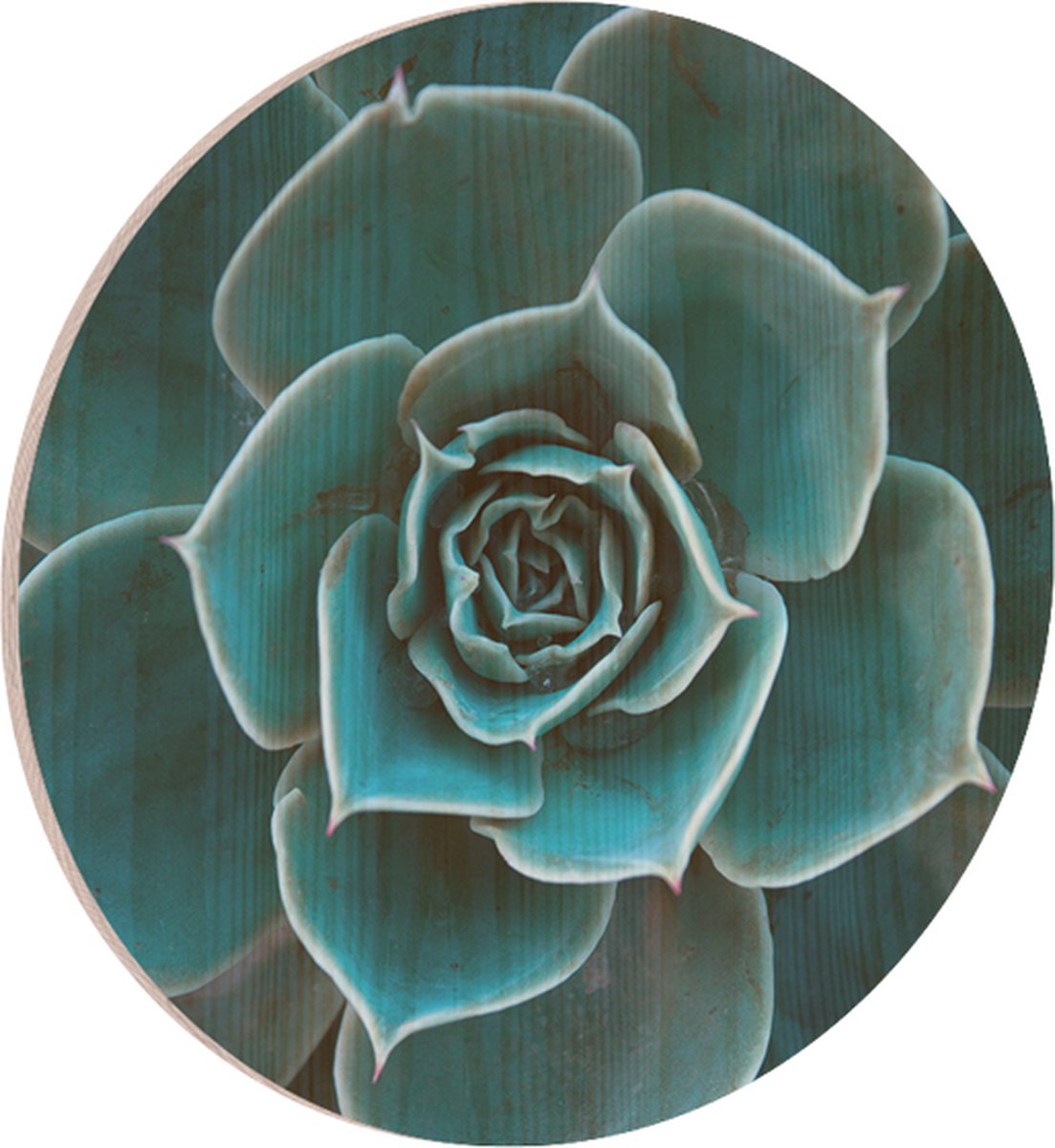 Muurcirkel Hout Succulent 80cm