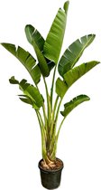 Paradijsvogelplant - Strelitzia Augusta hoogte 250cm potmaat 45cm