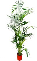 Kentia Palm - Potmaat 27cm - Hoogte 200cm