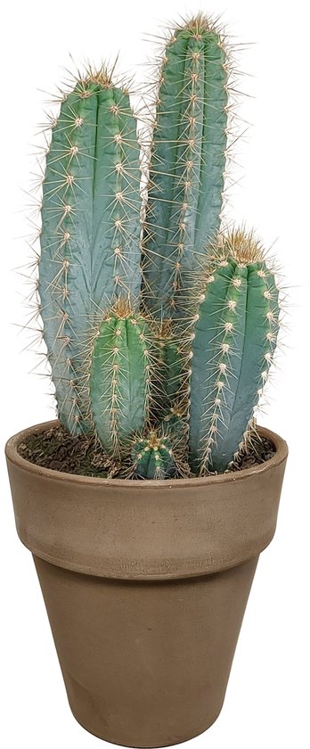 Cactus - Pilosocereus Azureus hauteur 27cm pot 12cm
