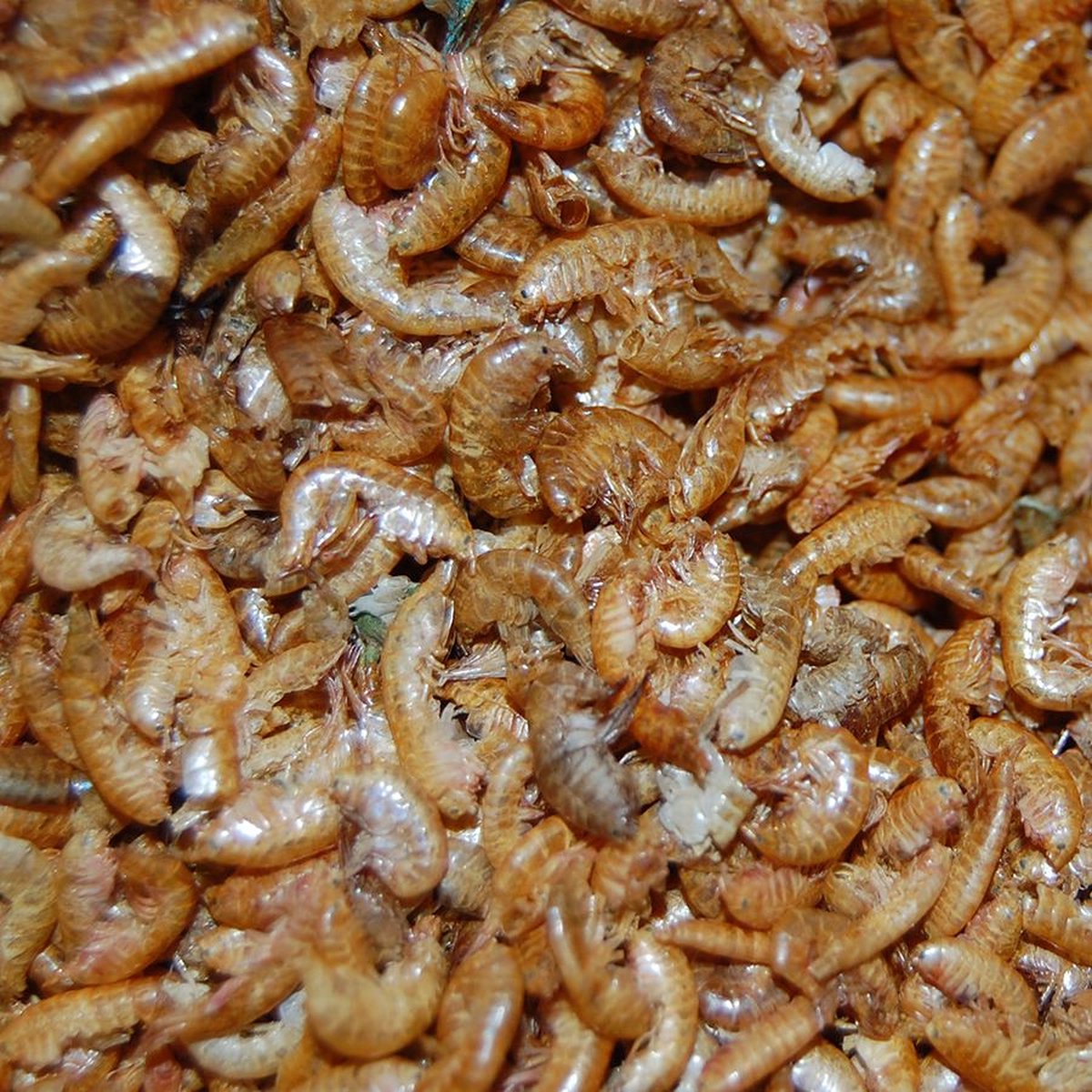 Gedroogde Vlokreeftjes (Gammarus) 10 L Emmer