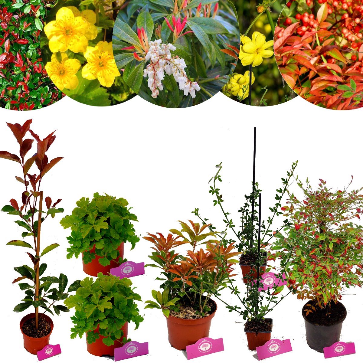 Borderpakket - Herfstgloed - 8 planten - 5m² tuinplantenpakket