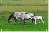 Tuindecoratie Paarden - Dieren - Gras - 60x40 cm - Tuinposter - Tuindoek - Buitenposter