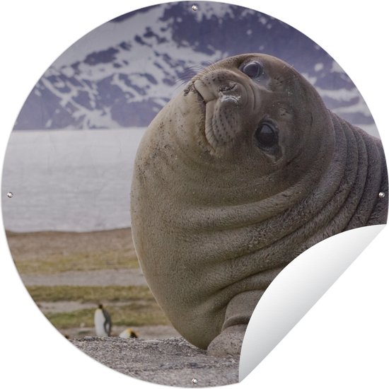 Garden Circle Seals - Funny - Enfants - Garçons - Filles - Enfant - 150x150 cm - Affiche Ronde de Jardin - Extérieur