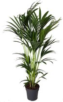 Kentia Palm - 130cm