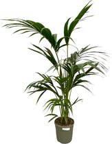 Kentia Palm - 130 cm - Ø21cm