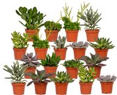 Plantenboetiek.nl | Succulenten Mix | 18 stuks - Ø8.5cm - 10cm hoog - Kamerplant - Multideal - Cactus & Vetplanten