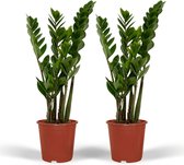 Plantenboetiek.nl | Zamioculcas Zamiifolia - Emerald palm | 2 stuks - Ø14cm - 40-50cm hoog - Kamerplant - Groenblijvend - Multideal