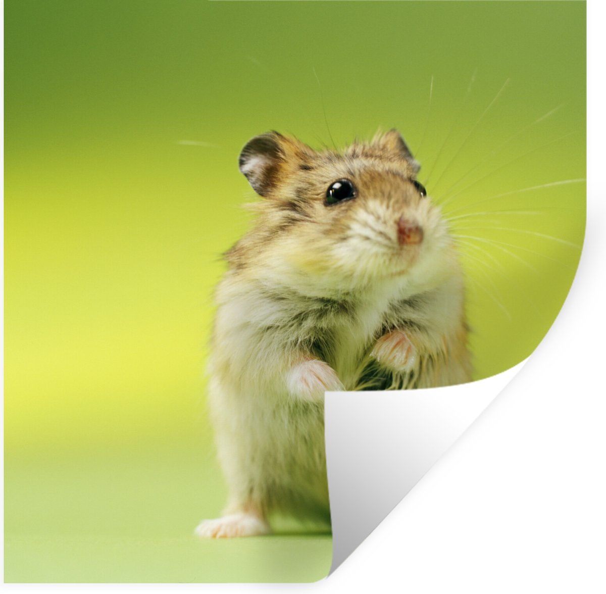 Muurstickers - Sticker Folie - Close-up van een hamster tegen een groene achtergrond - 30x