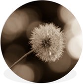 Wall Circle - Indoor Wall Circle - Tirage photo pissenlit sépia - ⌀ 120 cm - Décoration murale - Peintures Ronds XXL