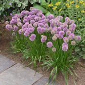 Allium Millenium - 3 Plantes - Vivace - Rustique - Bordure et pots - Garden Select