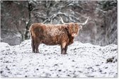 Muurdecoratie Schotse Hooglander - Boom - Sneeuw - 180x120 cm - Tuinposter - Tuindoek - Buitenposter