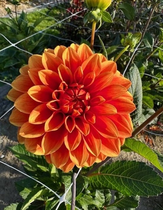 Bulbs by Brenda - Dahlia Orange Nugget - 3 stuks - dahlia knollen