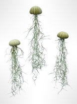 Set van 3 Jelly-Fish met groene zee-egels en Spaans mos/planten/hangplant/creatief/plant/handgemaakt