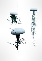 Set van drie Jellyfish luchtplanten met witte Alfonso zee-egels en verschillende Tillandsia’s/luchtplantjes/airplants/kamerplant/hangplant/creatief/makkelijke plant/plant