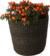 WinQ ! - Panier Abaca Handle Noir - 20x26cm - Panier à plantes - panier de décoration - Paniers à linge - durable et solide