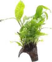 AQUAlook 3-gaats cocosnoot met microsorum Waterplant