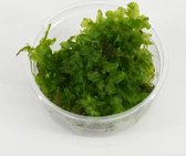 Moerings Monosolenium pelia mos in 80 cc cup Waterplant