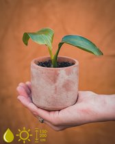 Grow your ownn kweekset - Strelitzia Nicolai (Paradijsvogelbloem) - Kamerplant Kweekset